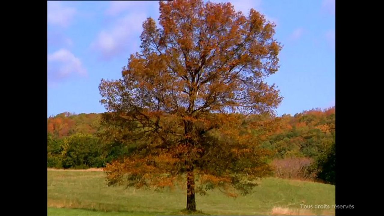 L'arbre aux quatre saisons - Vidéo Dailymotion