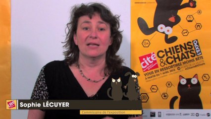 Pourquoi le chat met-il ses oreilles en arrière ?