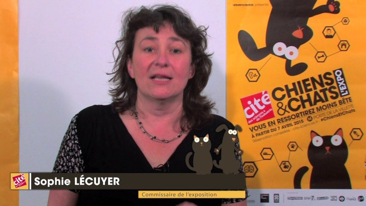 Pourquoi le chat met-il ses oreilles en arrière ?