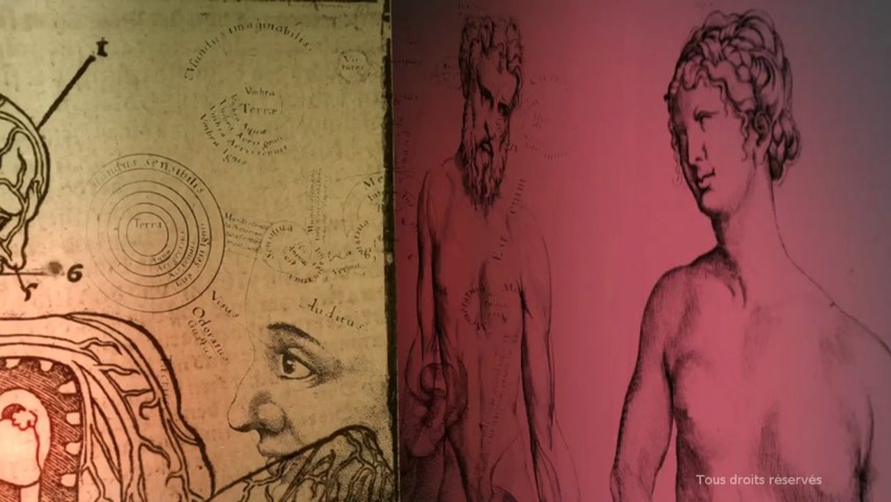 Voir le cerveau - Intro.