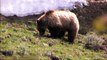 Grizzly Bears in Yellowstone National Park