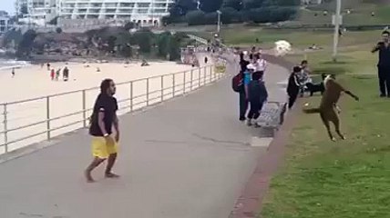 Is Dog ne tu India ki football ki team ko bhi peche choor dia - hahaha  Must watch