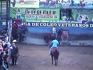 Toros coleados maracay