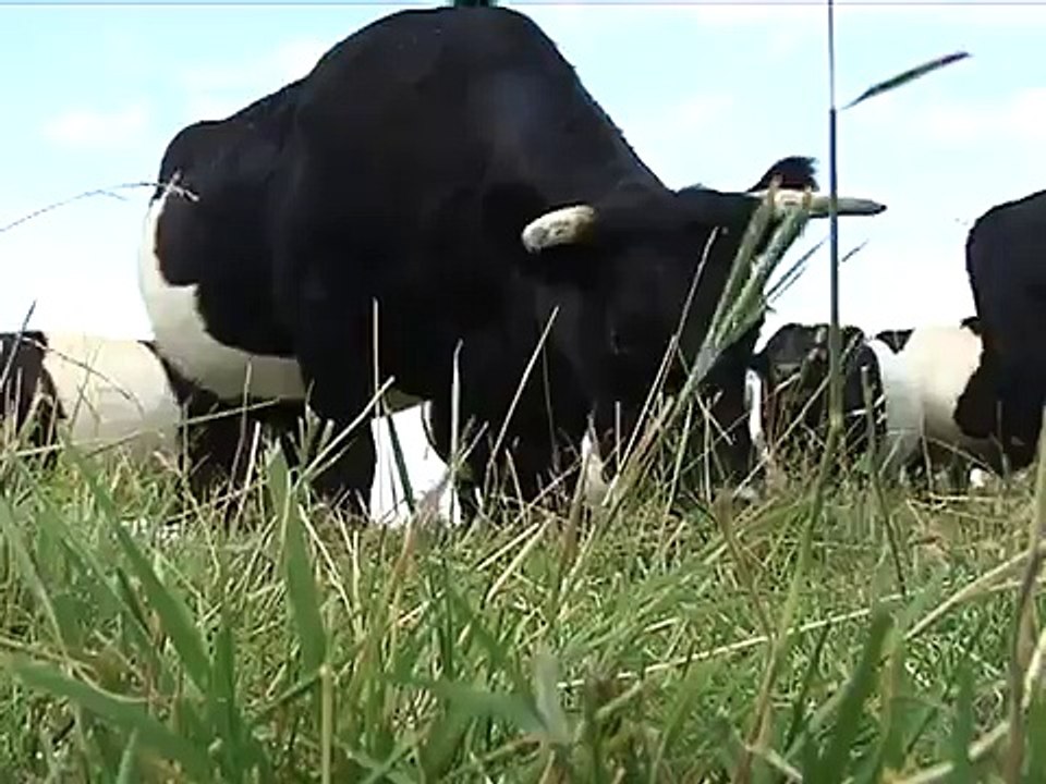 Oreo cows in Montana
