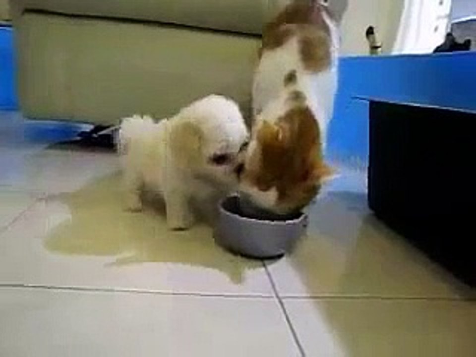 Puppy eating cat's ears