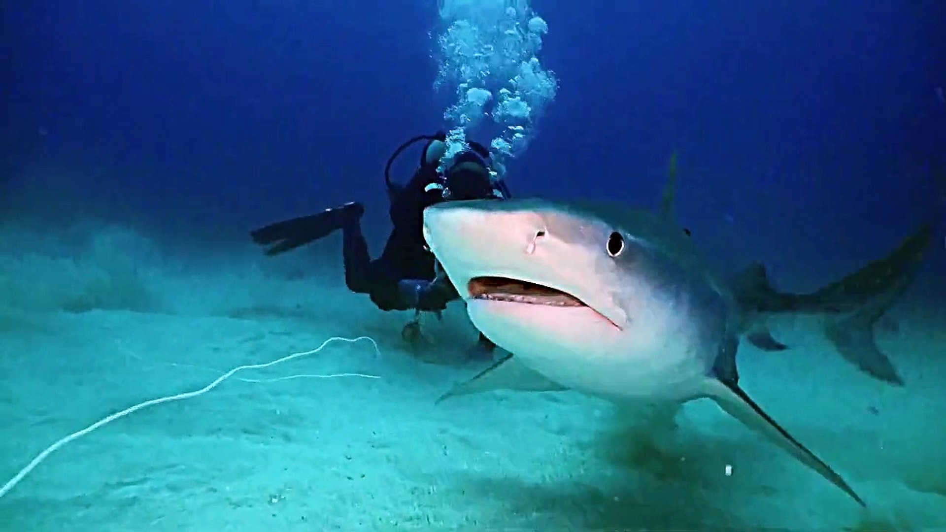 Shark Diving Dangerous Tiger Shark feeding behavior