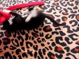 Freches süßes Kätzchen - FelixB - Naughty Kitty Cat