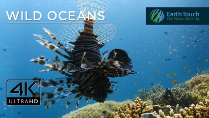 Lionfish, adorable anemone shrimp & mystery fish in 4K