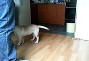 Labrador training puppy 3 meseca stara Chiara