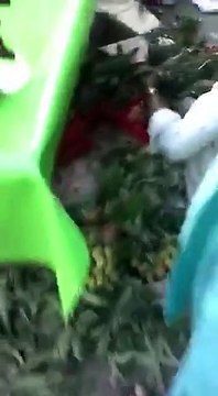 Be aware before buying the Strawberries from markets - they are selling Poison