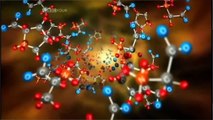 Proteins Function and Amino Acids