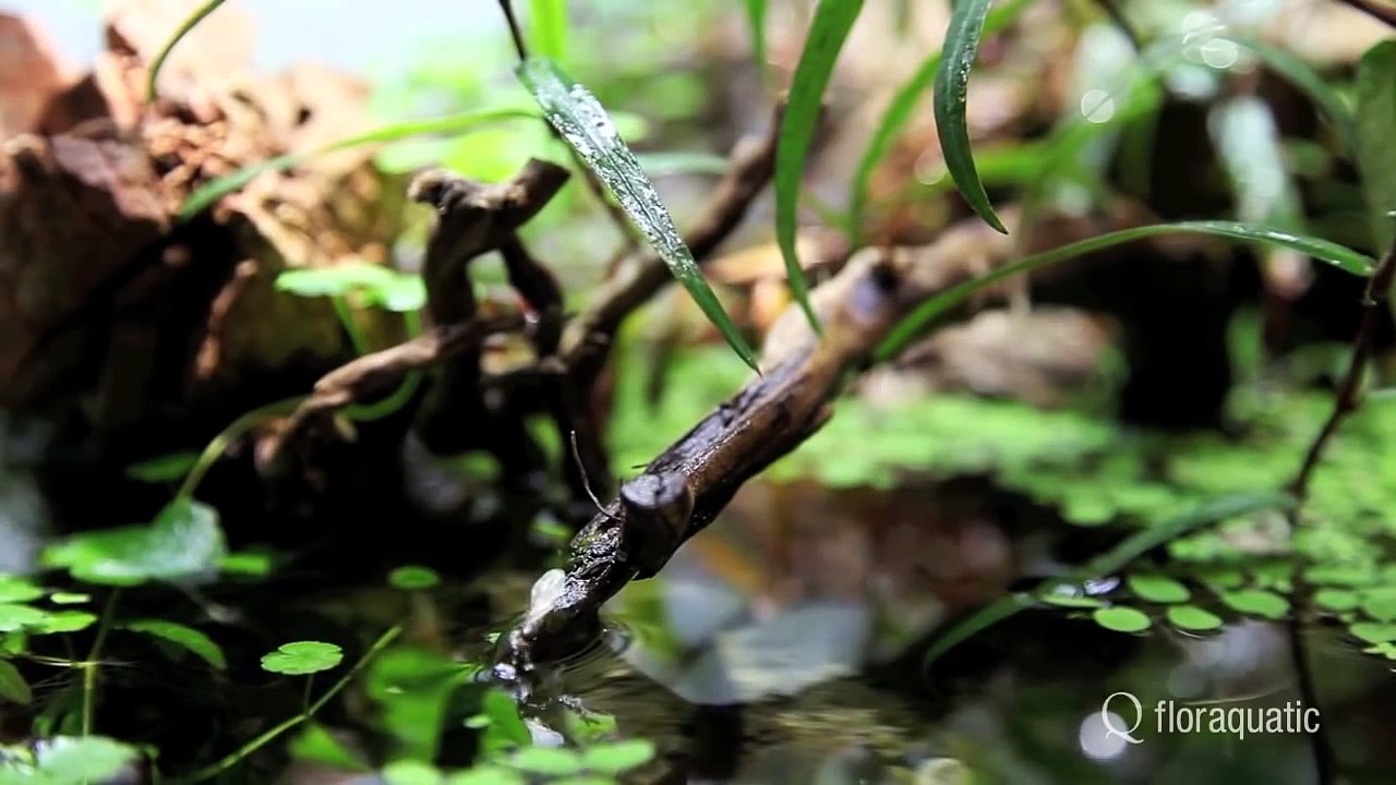 Paludarium d'intérieur Wild Amazone Cichlid - Live Planted Aquarium