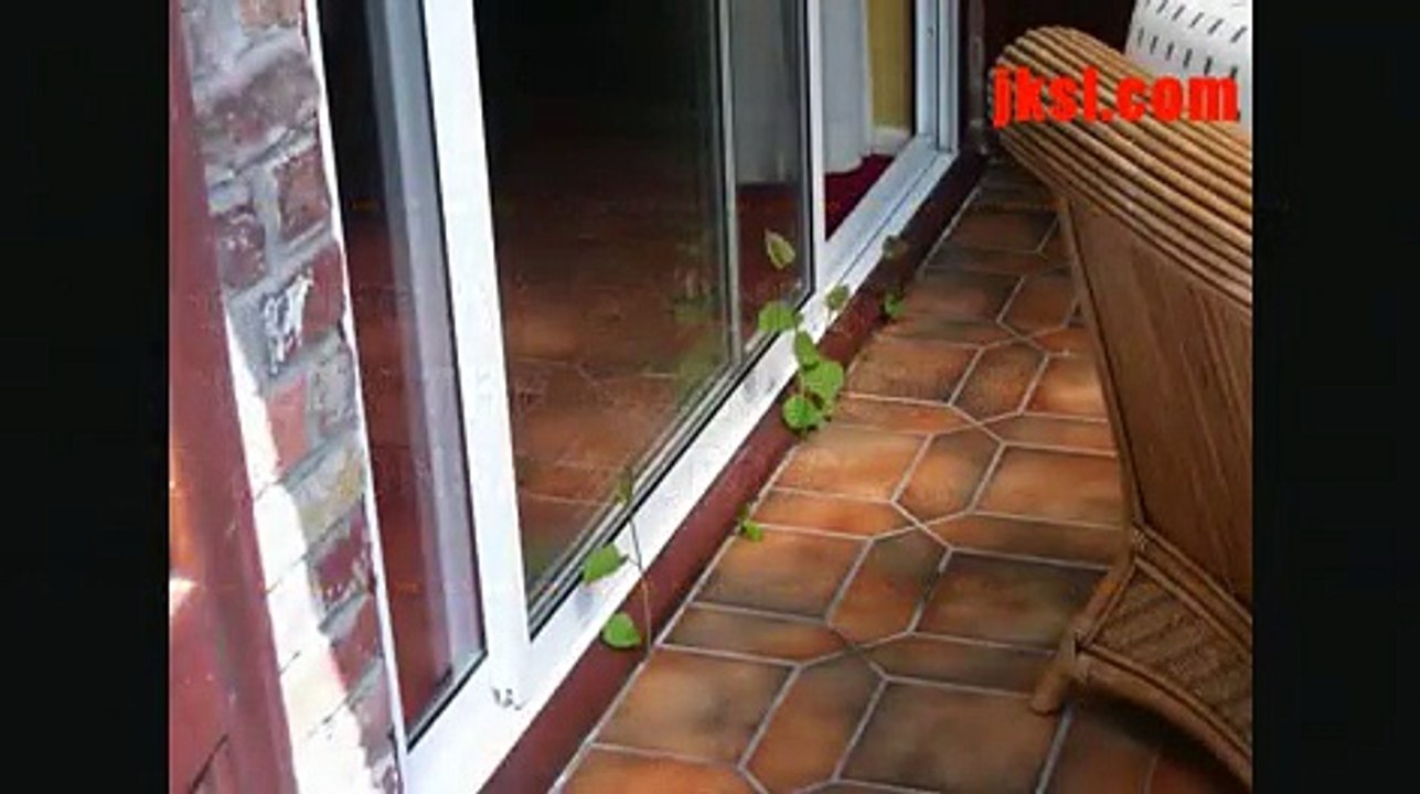 Japanese Knotweed - The Dangers