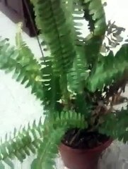 معجزات الخالق في عالم النبات