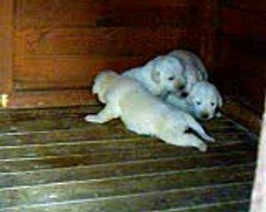 Kangal Akbash Turkish Dogs