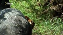 Piton yuttuğu yavru leoparı kustu