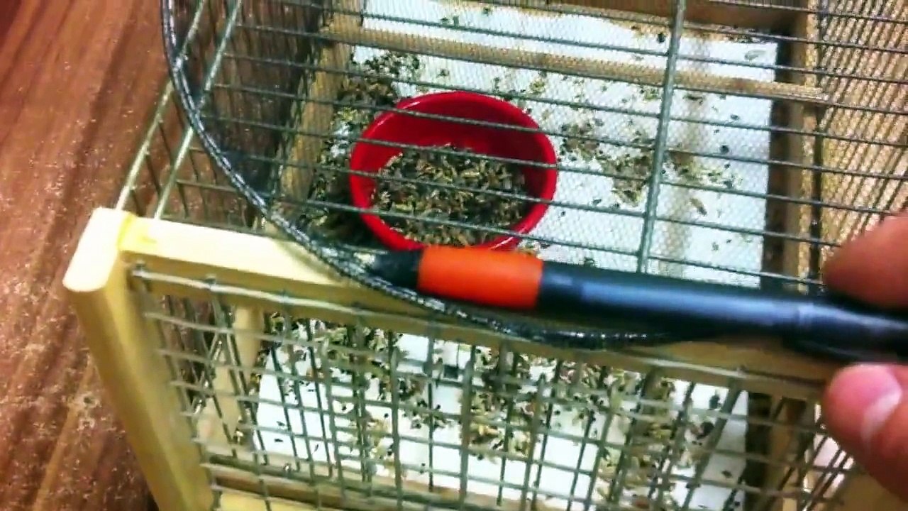 Bird Trap Vogelfalle kuş Tuzak Kapan птица ловушка