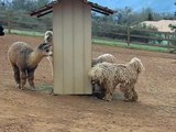 Young komondor with alpacas