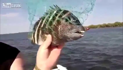 poisson avec dents humaine