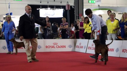 World Dog Show 2015 German Pinschers Males Open Class