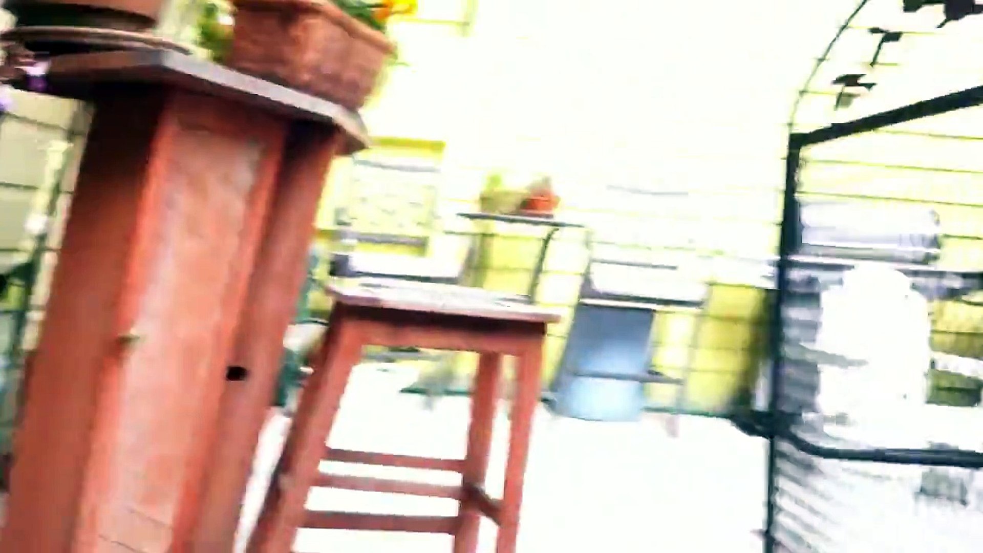 Puppy Race