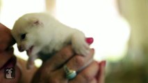 The Cutest White Fuzzy Kitten You'll See All Day - Kitten Love