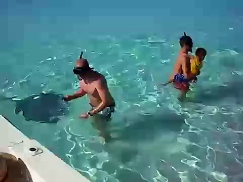 stingrays