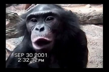 BONOBO SELF RECOGNITION IN CAMERA VIEWER