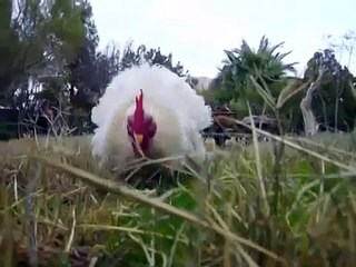 Crazy Rooster Chases Black Cat - FUNNY