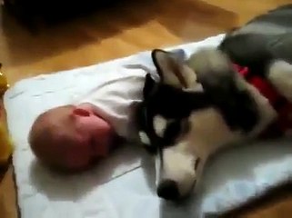 Crazy Dog Sings Along When Baby Cries - MUST SEE!