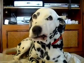 Funny Dalmatian Dog Knows How To Laugh