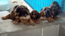 Super Cute Bloodhound Puppies Singing