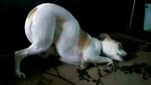 Funny Dog Trying To Stay Awake