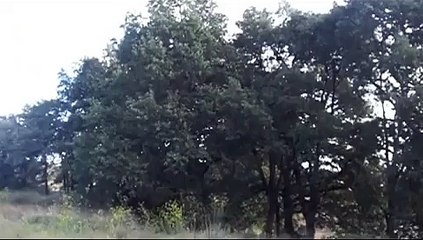 cernicalo americano a stoops