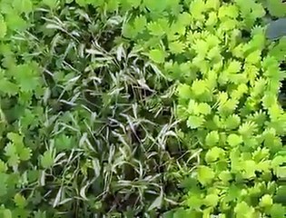 KÜSTÜM ÇİÇEĞİNDEN GÖRSEL ŞOV, ALLAH'IN Bİ HİKMETİ İŞTE..