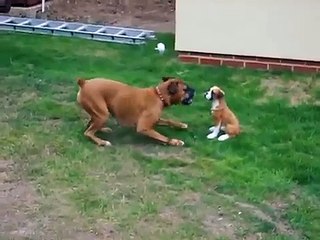 Funny Clip_ Dog Thinks Statue Is Real Dog!