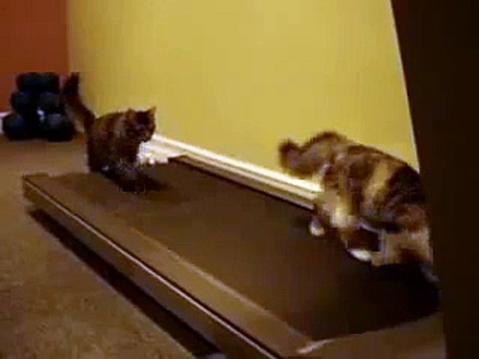 Funny Kitties Working Out On Treadmill