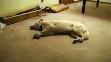 Funny Dog Has Nightmare And Goes Crazy