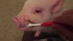 Pickle the Mini Pig brushes teeth before bed