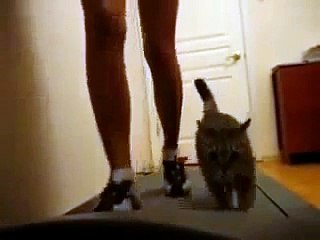 Girl Walks Cat On A Treadmill FUNNY