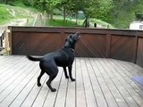 Dog Goes Nuts With Hundred Of Tennis Balls - Dog Heaven!