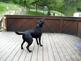 Dog Goes Nuts With Hundred Of Tennis Balls - Dog Heaven!
