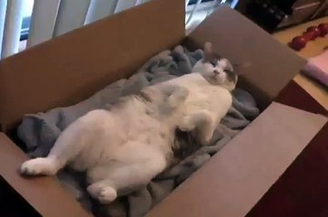 Funny Cat Video Lazy Cat Fight