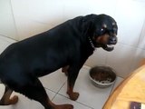 Funny Dog Video - Rottweiler Shows His Teeth