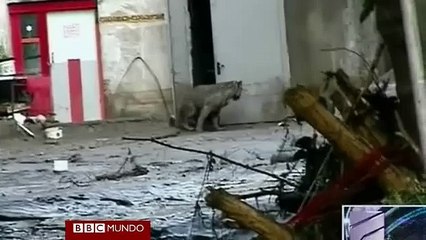 Animales sueltos en zoológico de Georgia por inundaciones