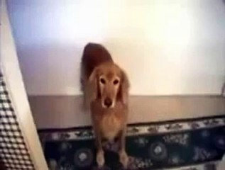 Dog Does Crazy Trick With Dog Snack