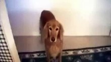 Dog Does Crazy Trick With Dog Snack