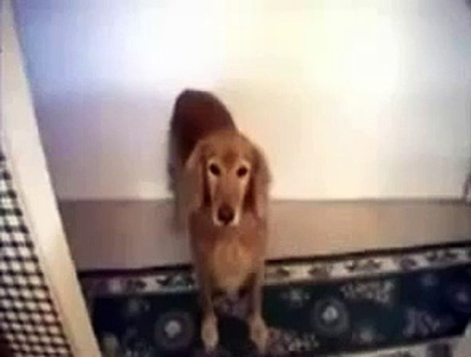 Dog Does Crazy Trick With Dog Snack