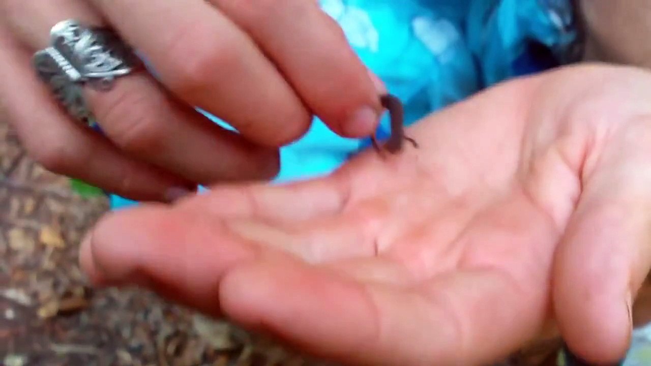 Red Eft