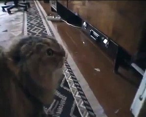 Talking Funny Cat Says 'No No